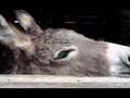 maus tratos de animais