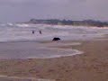 eforie sud