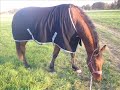 ulysse qui broute ulysse qui broute