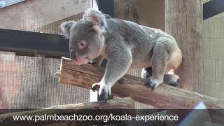 Palm Beach Zoo Visit Fla Attraction Finder Video