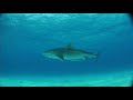 Snorkel with wild dolphins dive with tiger shark in Bahamas