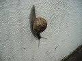 O caracol que mia