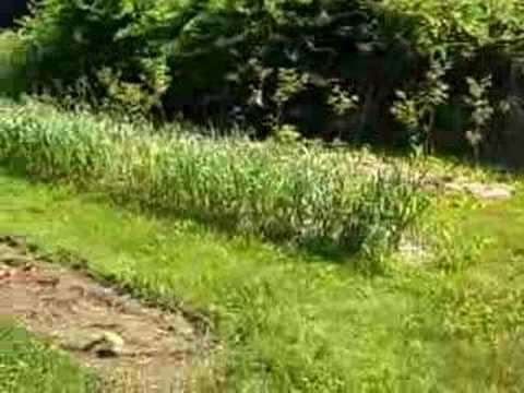 Old School Skills: Organic farming ...