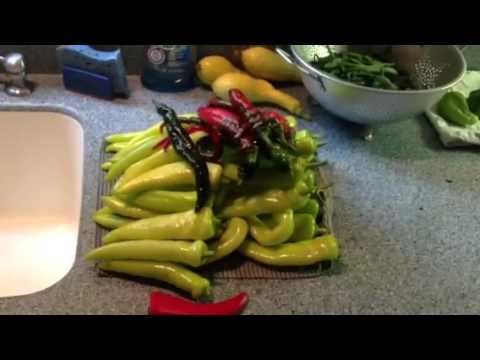 how to harvest hungarian wax peppers