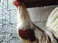 gallos finos de pelea de Harry Hernandez Juana Diaz P.R Banca Sangre Nueva