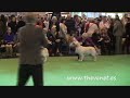 Crufts 2008 Golden Undergraduate Bitch