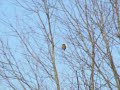 European Stonechat1