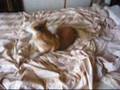 恥ずかしかった犬