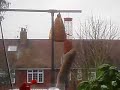 squirrel-vs-birdfeeder.html