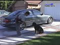 SpratlyK9 Obedience SpratlyK9 Obedience