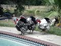 Turkeys!