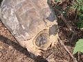 the turtleman