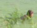 The Turtleman