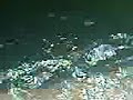 Jelly fish at Tanjung Lehman Jetty