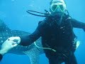 shark2.AVI shark2.AVI