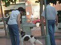 Perro bonito *__*