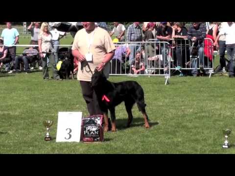 Nationale d' Elevage 2009. Berger de Beauceron