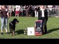 Nationale d' Elevage 2009. Berger de Beauceron 1
