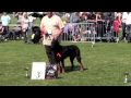 Nationale d' Elevage 2009. Berger de Beauceron 2
