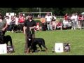 Nationale d' Elevage 2009. Berger de Beauceron 3