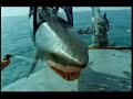 Man In Shark MIS Man In Shark MIS