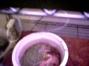 Male pyxies eat mice pt-3. Male pyxies eat mice pt-3.