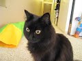 友人の愛猫、ちょび（♀）を数日あずかることになりました。他の猫とほとんど接したことがないしお。果たしてどう反応するのか？ しおブログ： theoshio.blog63.fc2.com 飼い主Mixi： http