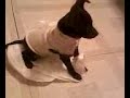 videos de el  chocolate   mascota  de  . ammy.3g2