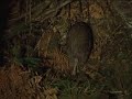 Nature and Outdoors - Ben Fogle On New Zealand