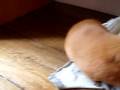 cochon,d'inde,toilette