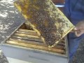 Видео - Собираем пчелиное гнездо в зиму (легко и просто)