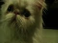 Meow...