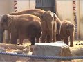 Gestoord gedrag in zoo's / animaux psychiquement perturbés Gestoord gedrag in zoo's / animaux psychiquement perturbés