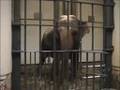 Gestoord gedrag in zoo's / animaux psychiquement perturbés