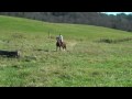 Riverplains Farm presents Falstaff 4yr old TBX