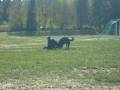 3 lapska vallhundar del 2