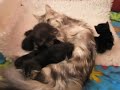 2 weeks old maine coon kittens Cameron