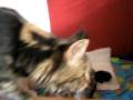 videos de 2 weeks old maine coon kittens Cameron