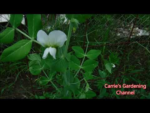 video-linktoworks-edible sweet peas update, what do sweet pea pods look...