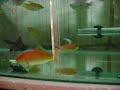 Estes peixes acabaram de chegar e estão disponíveis, kinguio telescópio, kinguio comum, socolofi albido, tricogáster ouro e azul, peixe jóia, johani. Outros como carpas, molinésias, espadas e platy (lindas variedades), barbo ouro, barbo sumatrano panda, colisa azul, paulistinha... não aparecem neste video, mas, são igualmente lindos e saudáveis! 