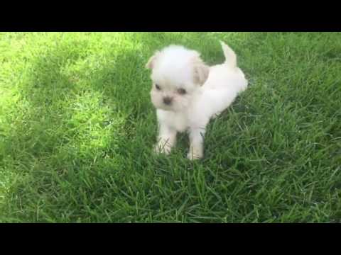 Baxter loves to play in the grass