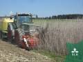 1-step spring harvest of industrial hemp