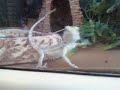 Petco