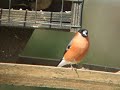 bullfinch feeding at carrsington water bullfinch feeding at carrsington water