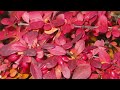 George Winston – Autumn ~ Woods
