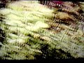 vidéo animo en danger de xxx.mpg