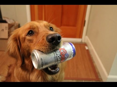 Dogs Fetching Beer Compilation