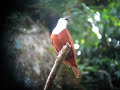 Three Wattled Bell Bird - Costa Rica Three Wattled Bell Bird - Costa Rica