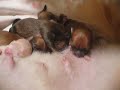 MORE RAW VIDEO Sophie Feeding her 3 day old Pomeranian Pups