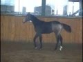 RARE BUCKSKIN WB PREMIUM STALLION PROSPECT